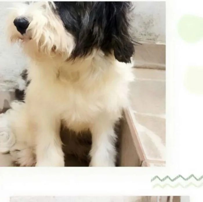 Cachorro ra a  idade 2 anos nome Charlotte 