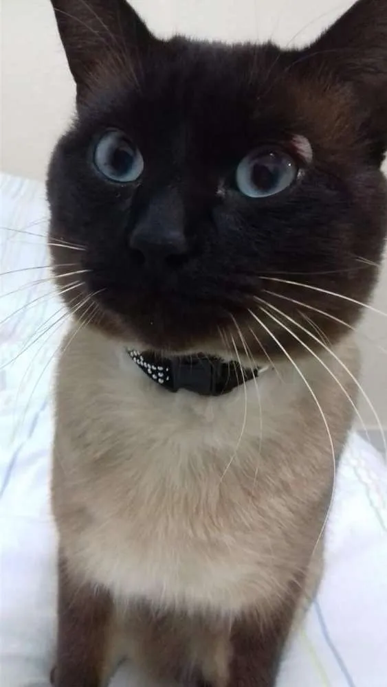 Gato ra a Siamês idade 1 ano nome Johnny