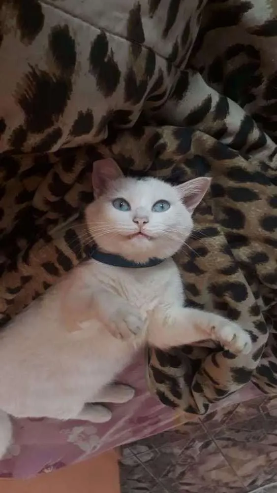 Gato ra a Sem raça  idade 4 anos nome Jady
