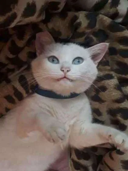 Gato ra a Sem raça  idade 4 anos nome Jady