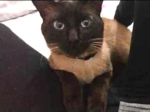 Gato raça Siamês idade 1 ano nome Johnny