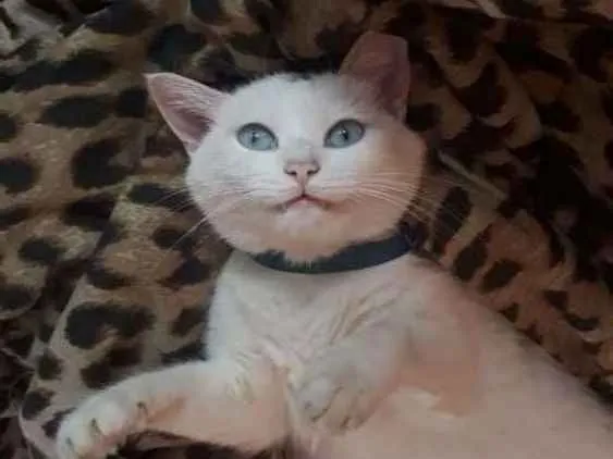 Gato ra a Sem raça  idade 4 anos nome Jady