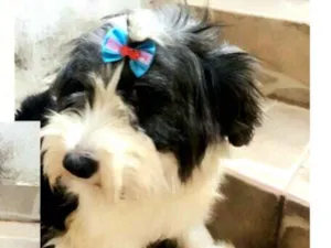 Cachorro raça  idade 2 anos nome Charlotte 