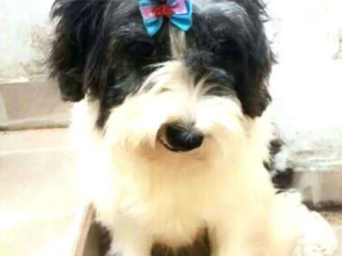 Cachorro ra a  idade 2 anos nome Charlotte 