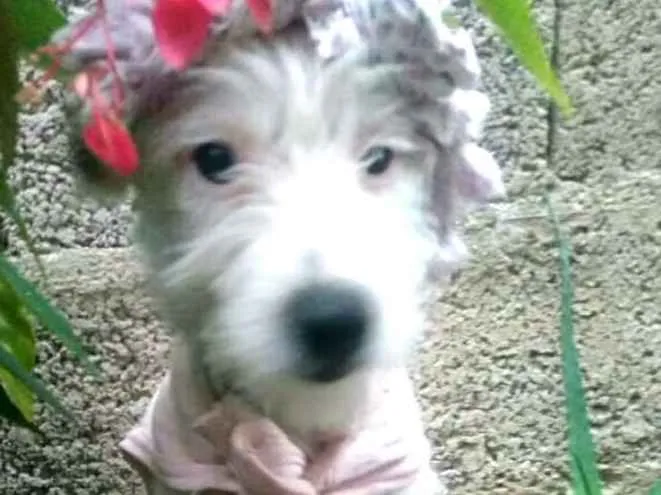 Cachorro ra a  idade Abaixo de 2 meses nome Neném 