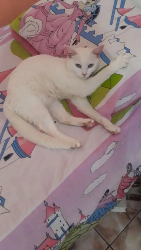 Gato ra a Sem raça  idade 4 anos nome Jady