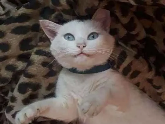 Gato ra a Sem raça  idade 4 anos nome Jady