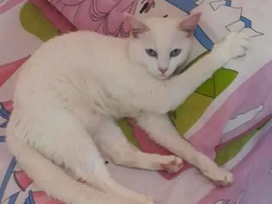 Gato ra a Sem raça  idade 4 anos nome Jady