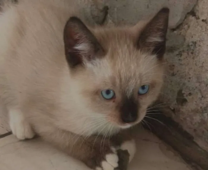 Gato ra a Siamês idade 2 a 6 meses nome Sem nome