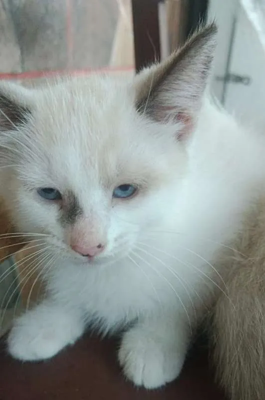 Gato ra a Sem raça definida idade 2 a 6 meses nome Sem nome