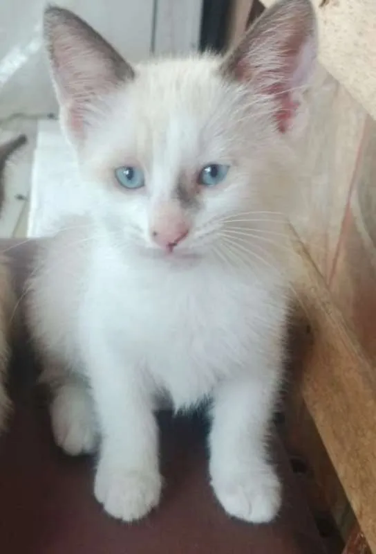 Gato ra a Sem raça definida idade 2 a 6 meses nome Sem nome
