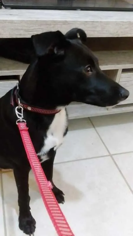 Cachorro ra a Não definida idade 2 anos nome Max