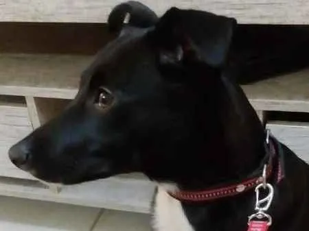 Cachorro ra a Não definida idade 2 anos nome Max