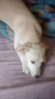 Poli