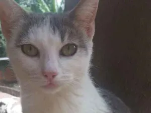 Gato raça Nao definida idade 2 a 6 meses nome Sem nome