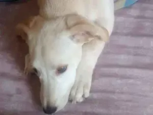 Cachorro raça Viralata idade 2 a 6 meses nome Poli