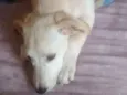Poli