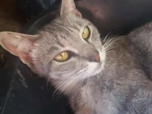 Gato raça Nao definida idade Abaixo de 2 meses nome Sem nome