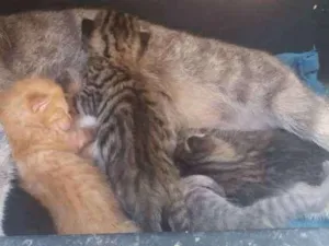 Gato raça Nao definida idade Abaixo de 2 meses nome Sem nome