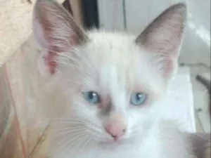 Gato raça Sem raça definida idade 2 a 6 meses nome Sem nome