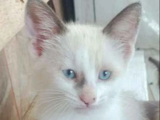 Gato ra a Sem raça definida idade 2 a 6 meses nome Sem nome