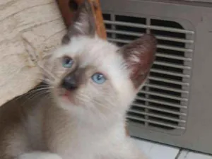 Gato raça Siamês idade 2 a 6 meses nome Sem nome
