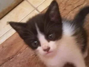 Gato raça VARIADA idade 1 ano nome LUNA E FILHOTES
