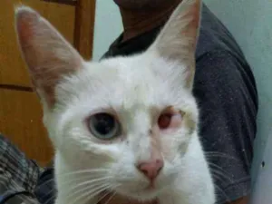Gato raça SRD idade 1 ano nome Não sei
