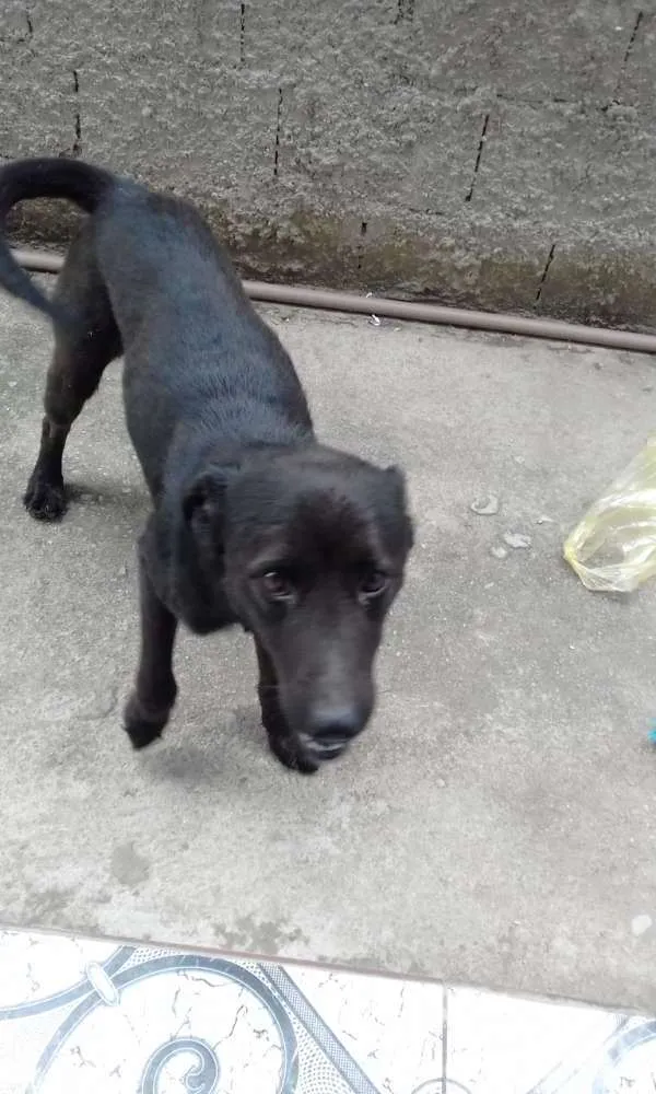 Cachorro ra a Vira latas  idade 1 ano nome DUKE voodka