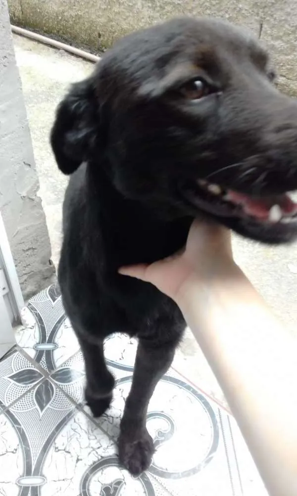 Cachorro ra a Vira latas  idade 1 ano nome DUKE voodka