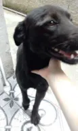 DUKE voodka
