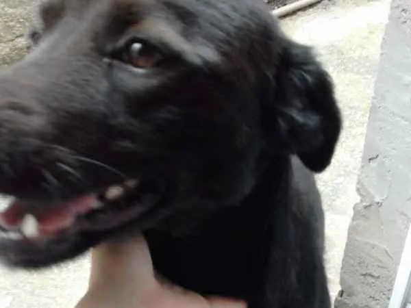 Cachorro ra a Vira latas  idade 1 ano nome DUKE voodka