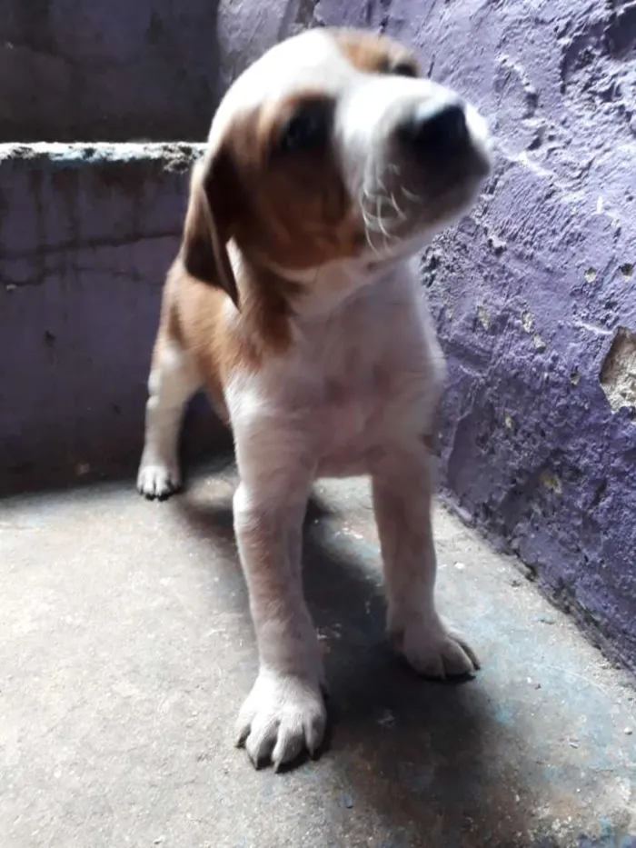 Cachorro ra a vira lata misturado  idade Abaixo de 2 meses nome não tem 
