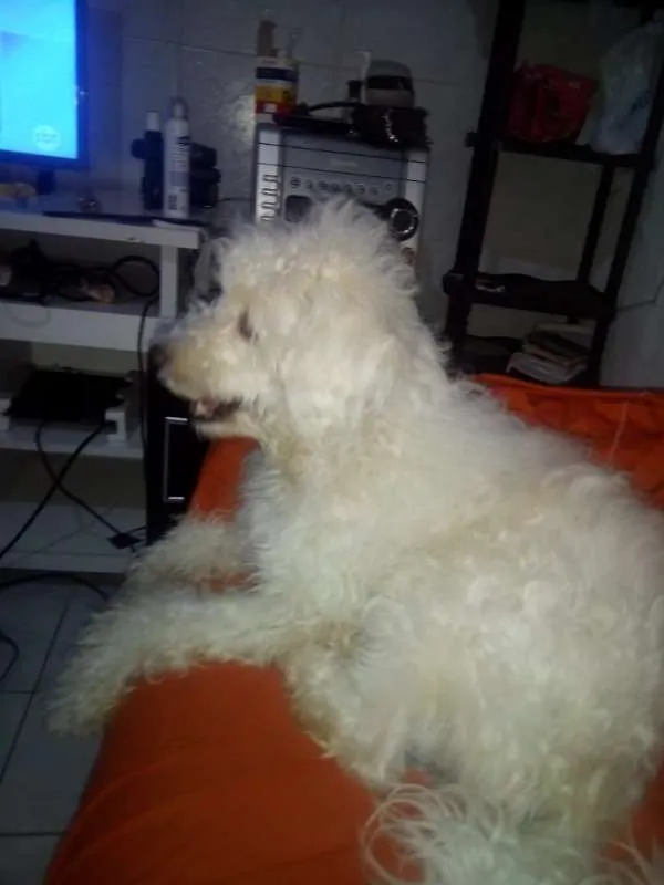 Cachorro raça Poodle idade 1 ano nome Bob