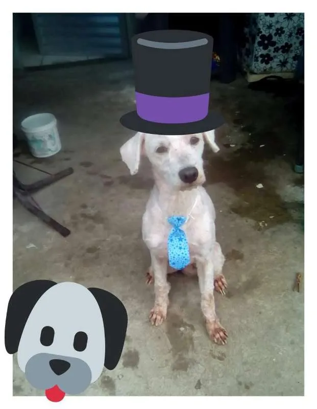 Cachorro raça Poodle idade 1 ano nome Bob