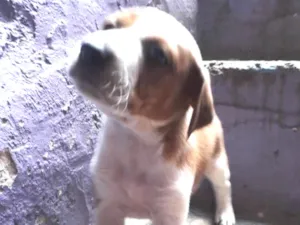 Cachorro raça vira lata misturado  idade Abaixo de 2 meses nome não tem 