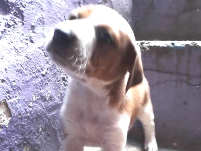 Cachorro ra a vira lata misturado  idade Abaixo de 2 meses nome não tem 