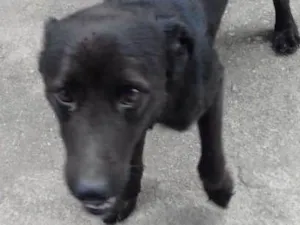 Cachorro raça Vira latas  idade 1 ano nome DUKE voodka