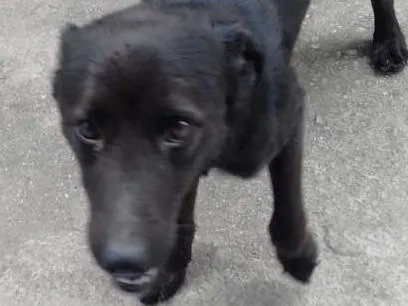Cachorro ra a Vira latas  idade 1 ano nome DUKE voodka