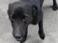 DUKE voodka