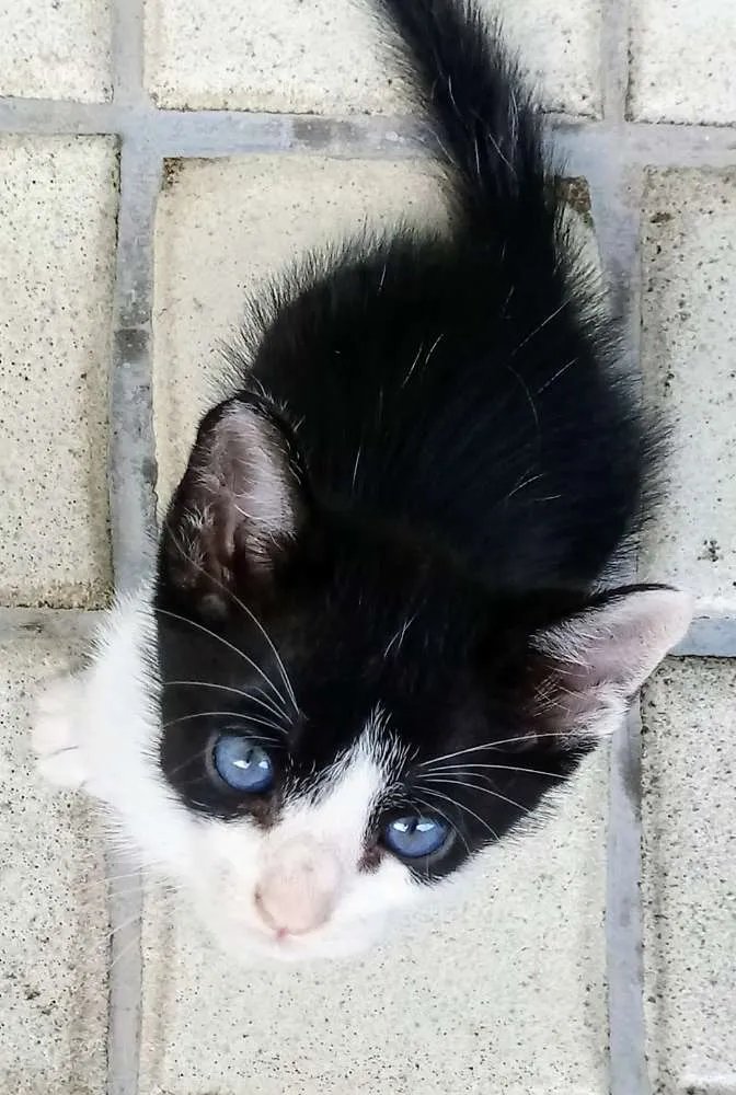 Gato ra a Sem raça definida idade Abaixo de 2 meses nome Mingal