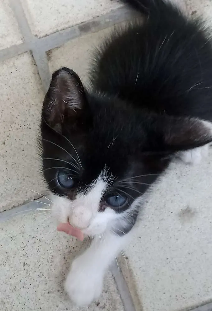 Gato ra a Sem raça definida idade Abaixo de 2 meses nome Mingal