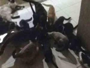 Gato raça varias idade 1 ano nome diversos
