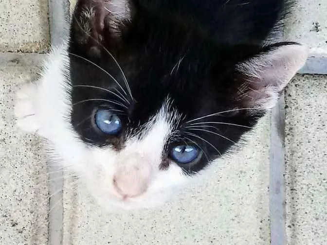 Gato ra a Sem raça definida idade Abaixo de 2 meses nome Mingal