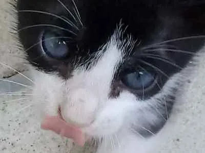 Gato ra a Sem raça definida idade Abaixo de 2 meses nome Mingal