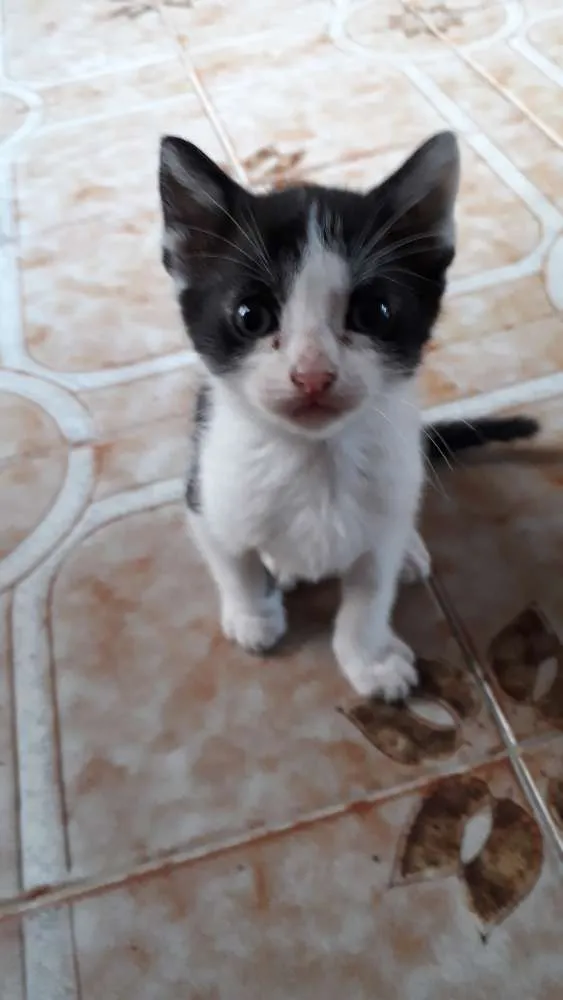 Gato ra a  idade Abaixo de 2 meses nome Sem nome 