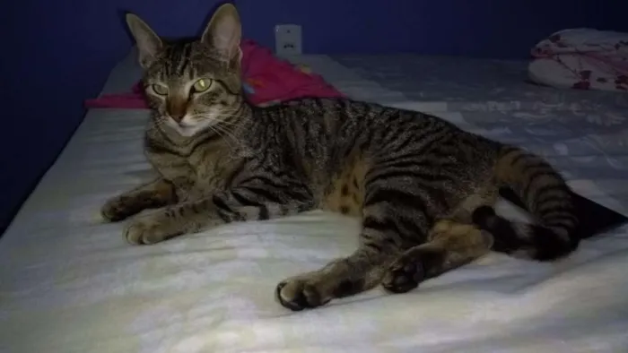 Gato ra a Sem raça idade 7 a 11 meses nome Mel 