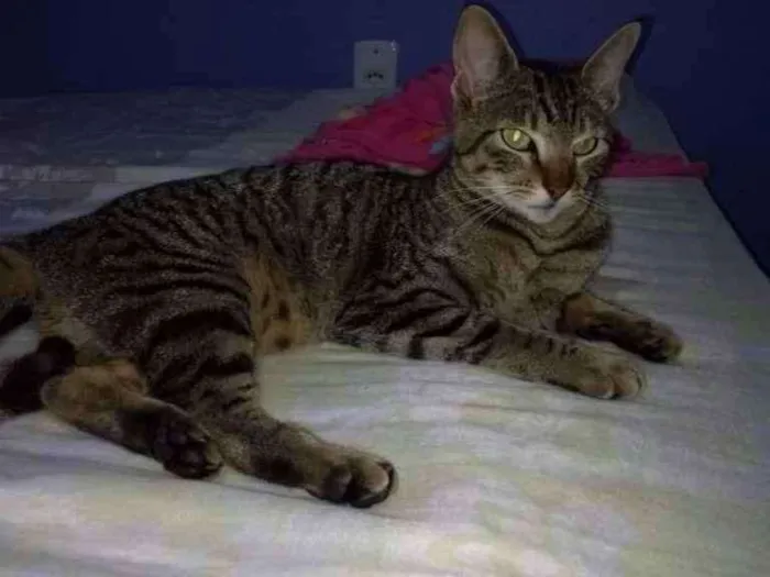 Gato ra a Sem raça idade 7 a 11 meses nome Mel 