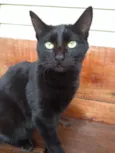 Kira