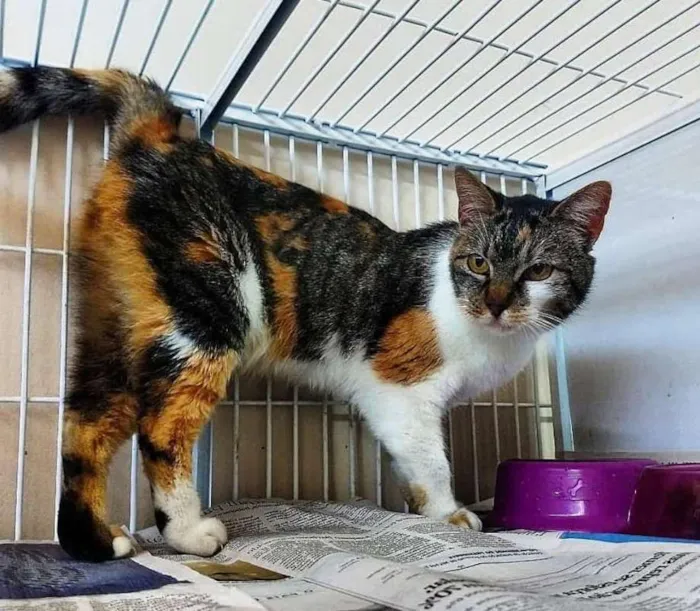 Gato raça srd idade 6 ou mais anos nome Kitty